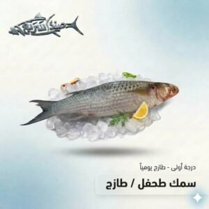 سمك طحفل كامل